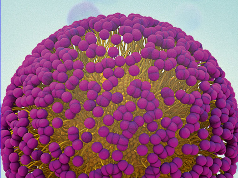 Die Kombination aus Wasser liebenden Köpfchen (lila) und Wasser abweisenden Schwänzchen (gelb) sorgt für die Lösbarkeit von Mizellen in Wasser.