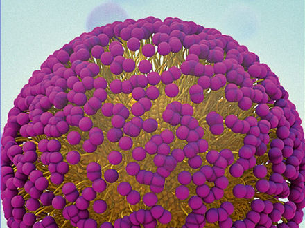 Die Kombination aus Wasser liebenden Köpfchen (lila) und Wasser abweisenden Schwänzchen (gelb) sorgt für die Lösbarkeit von Mizellen in Wasser.