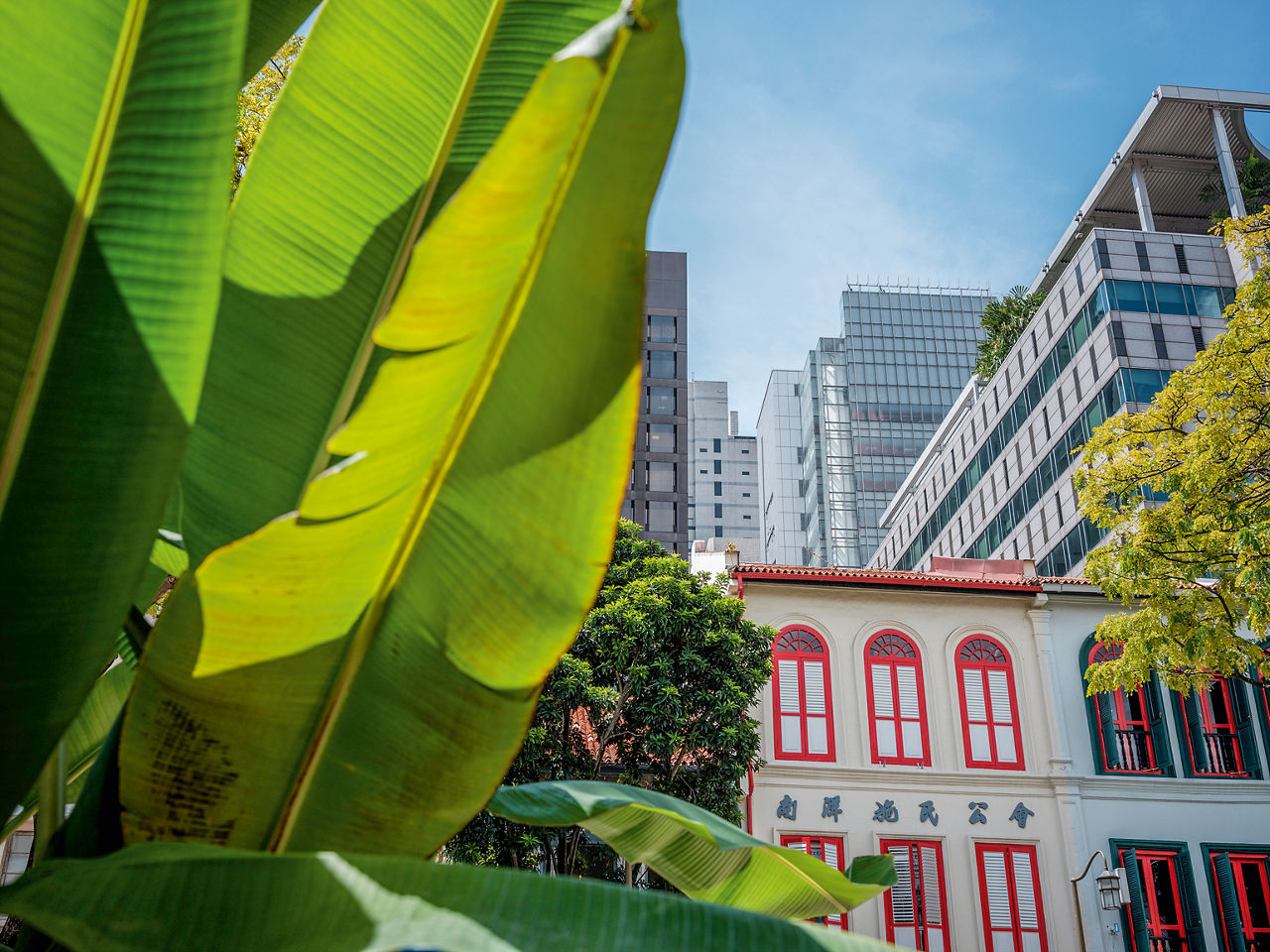 Blick an Bananenblättern vorbei auf traditionelle weiß-rote Häuser, dahinter Hochhäuser.