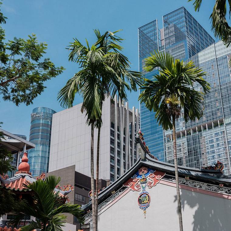 Blick durch Palmen auf Hochhäuser.