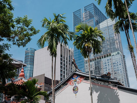 Blick durch Palmen auf Hochhäuser.