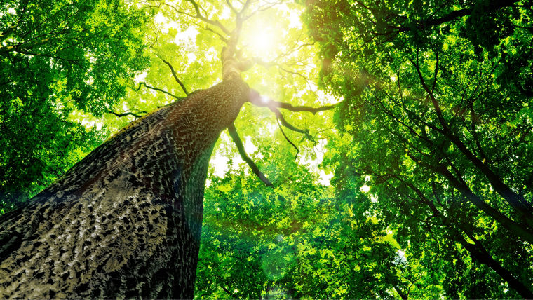 Photo of a green forest canopy with light shining through, taken from below, following the length of the trunk of the tree into the canopy