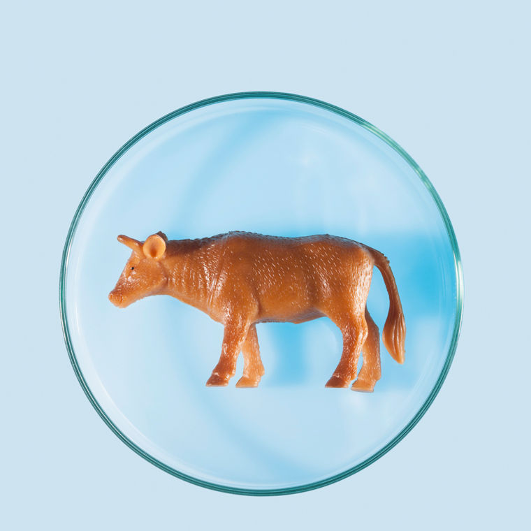 Modell-Kuh in einer Petrischale