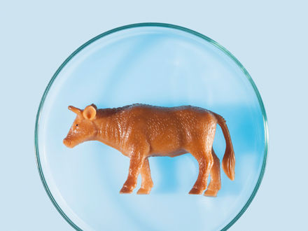 Modell-Kuh in einer Petrischale