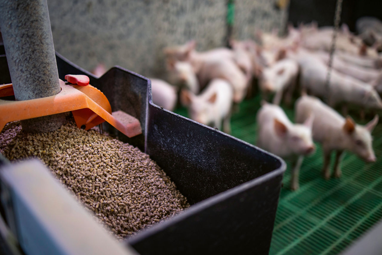 Close-up of granulated pig feed and piglets in the background.