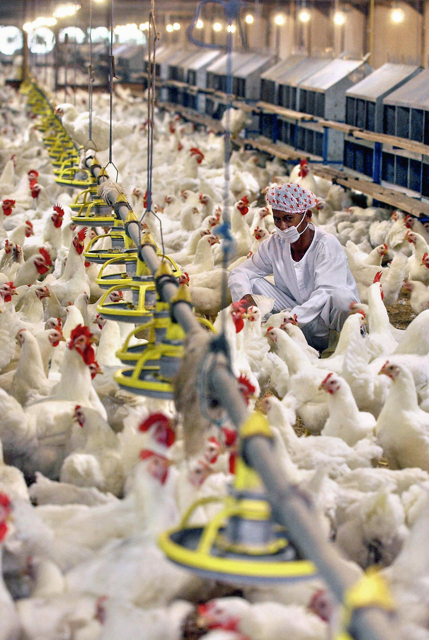 A man with a breathing mask between many white broilers in a barn.