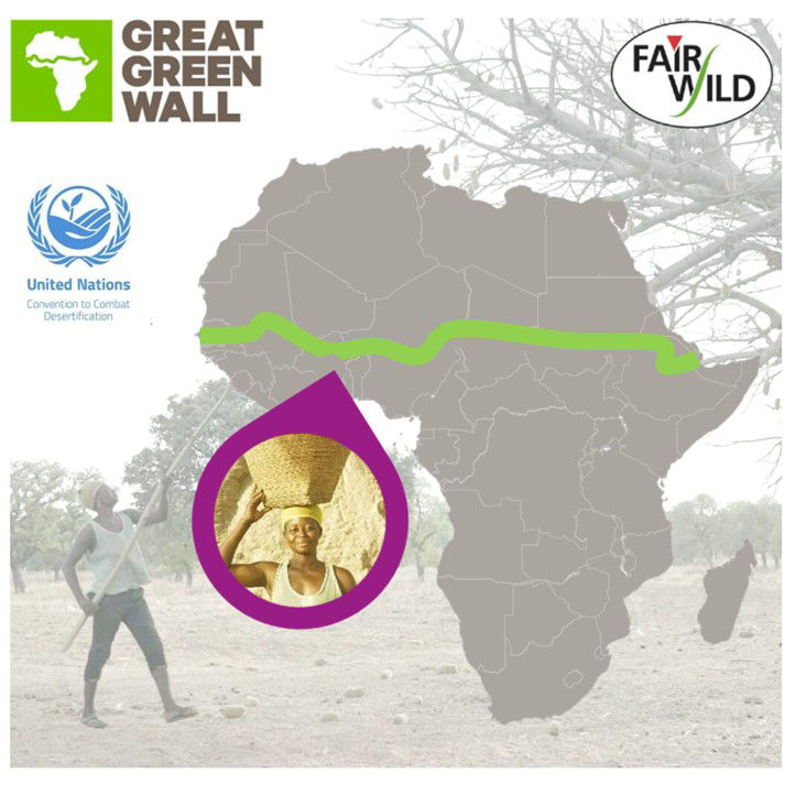 Graphic Great Green Wall