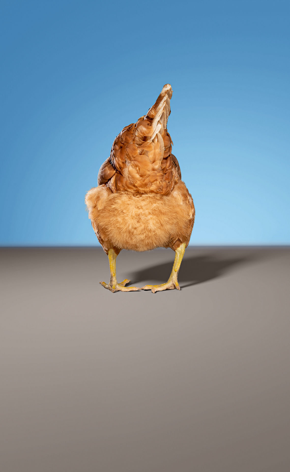 Ein Huhn von hinten