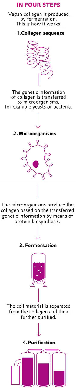 Graphic showing how vegan collagen is produced in four steps.