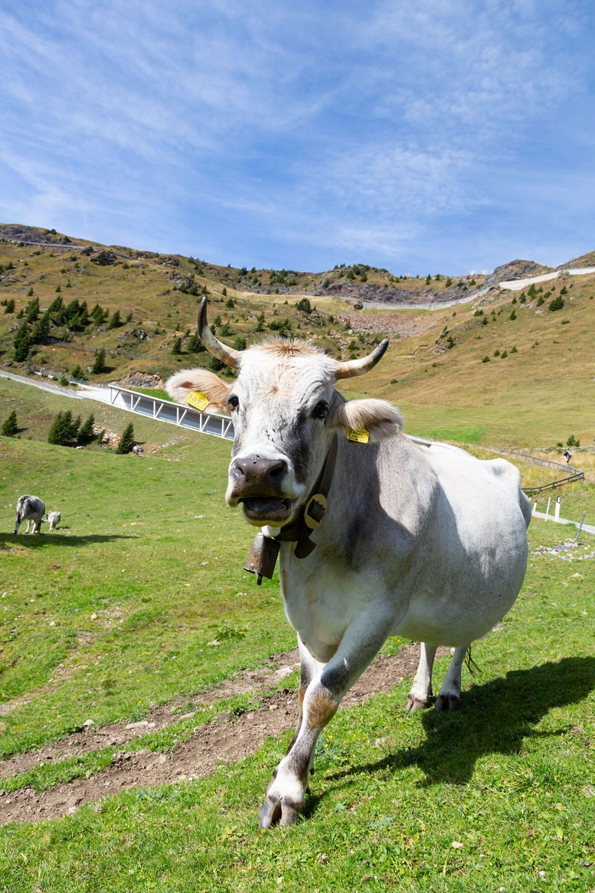 Eine graue Kuh in den Tiroler Bergen.