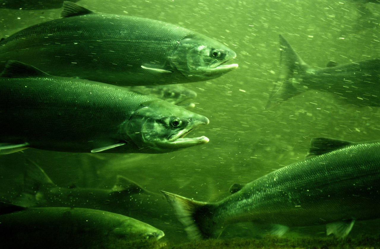 Lachse_Salmon