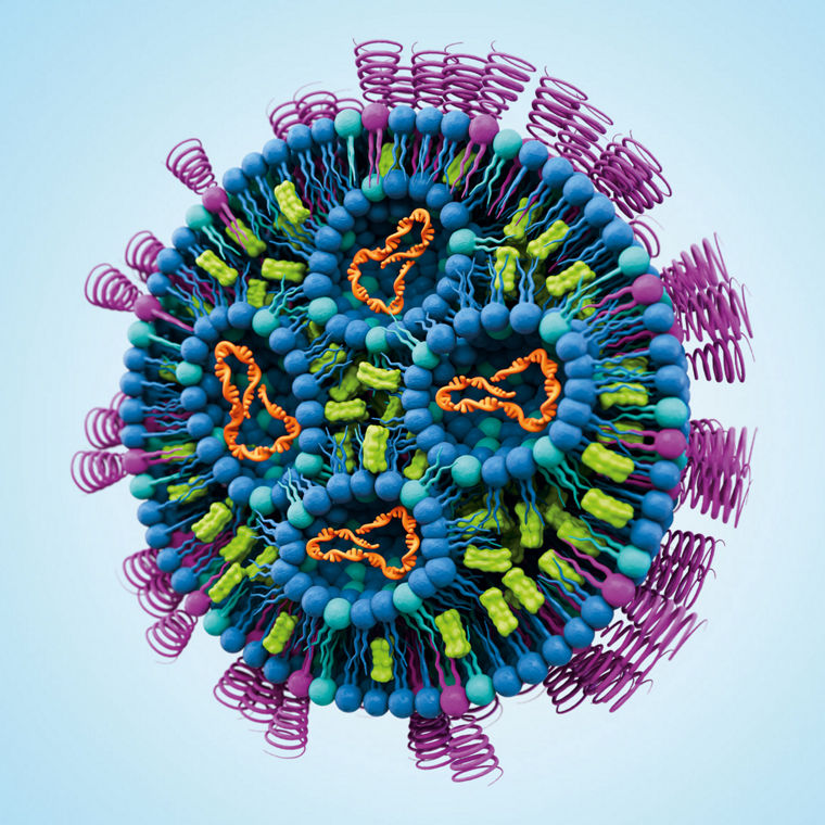 Schematische Darstellung eines Lipidnanopartikels
--
Schematic representation of a lipid nanoparticle