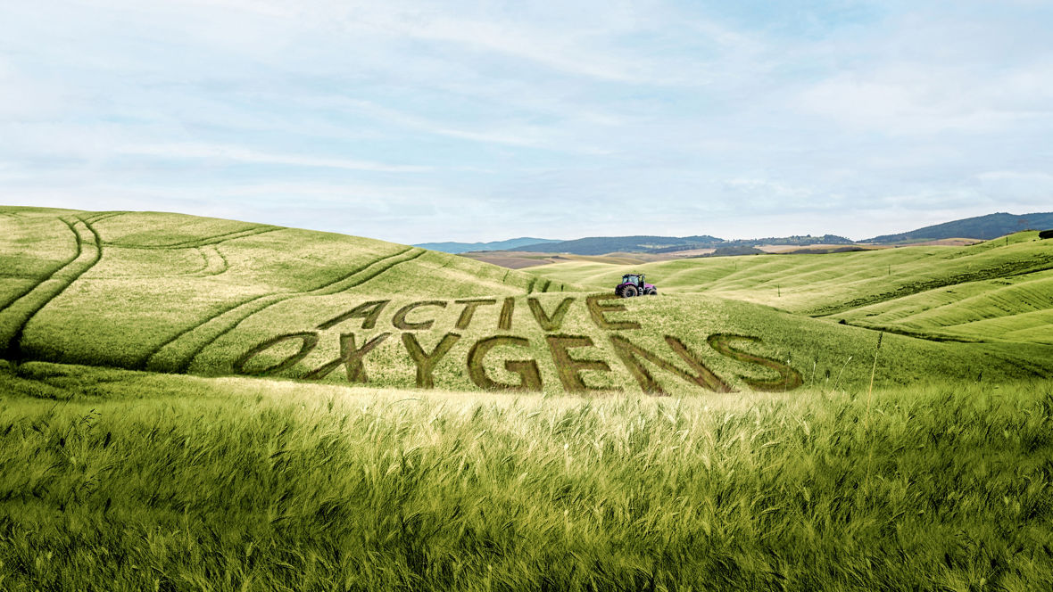 Golden ripe wheat field in rolling Toscana landscaped against cloudy sky in beginning of summer.