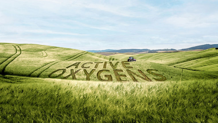 Golden ripe wheat field in rolling Toscana landscaped against cloudy sky in beginning of summer.