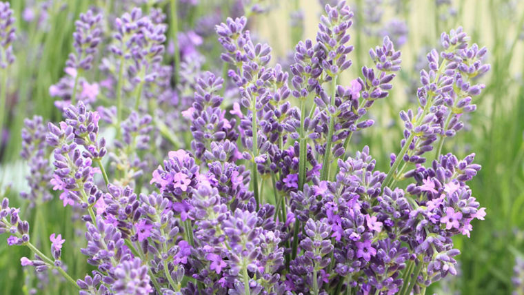 A vibrant lavender bush in full bloom, showcasing clusters of delicate purple flowers against a backdrop of green foliage. The sunlight highlights the rich hues of the blossoms, creating a serene and fragrant atmosphere.