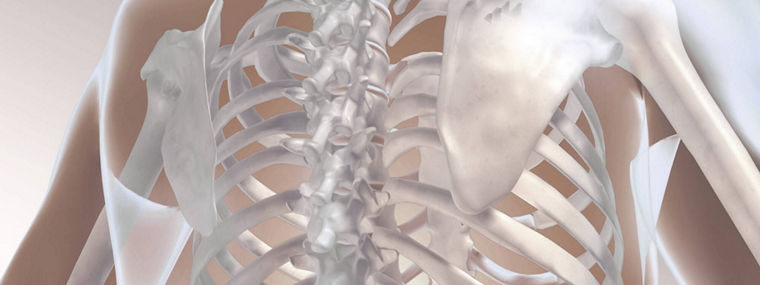 The image features a detailed anatomical illustration of the human torso, focusing on the skeletal structure of the upper back and shoulders. It showcases the spine, rib cage, and shoulder blades, rendered in a semi-transparent style that allows for a clear view of the bones. The background is soft and neutral, enhancing the visibility of the skeletal features. This illustration could be used in discussions about biocompatibility in medical contexts, particularly concerning implants or prosthetics that interact with the skeletal system.