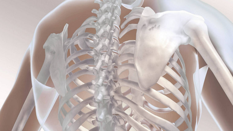 The image features a detailed anatomical illustration of the human torso, focusing on the skeletal structure of the upper back and shoulders. It showcases the spine, rib cage, and shoulder blades, rendered in a semi-transparent style that allows for a clear view of the bones. The background is soft and neutral, enhancing the visibility of the skeletal features. This illustration could be used in discussions about biocompatibility in medical contexts, particularly concerning implants or prosthetics that interact with the skeletal system.