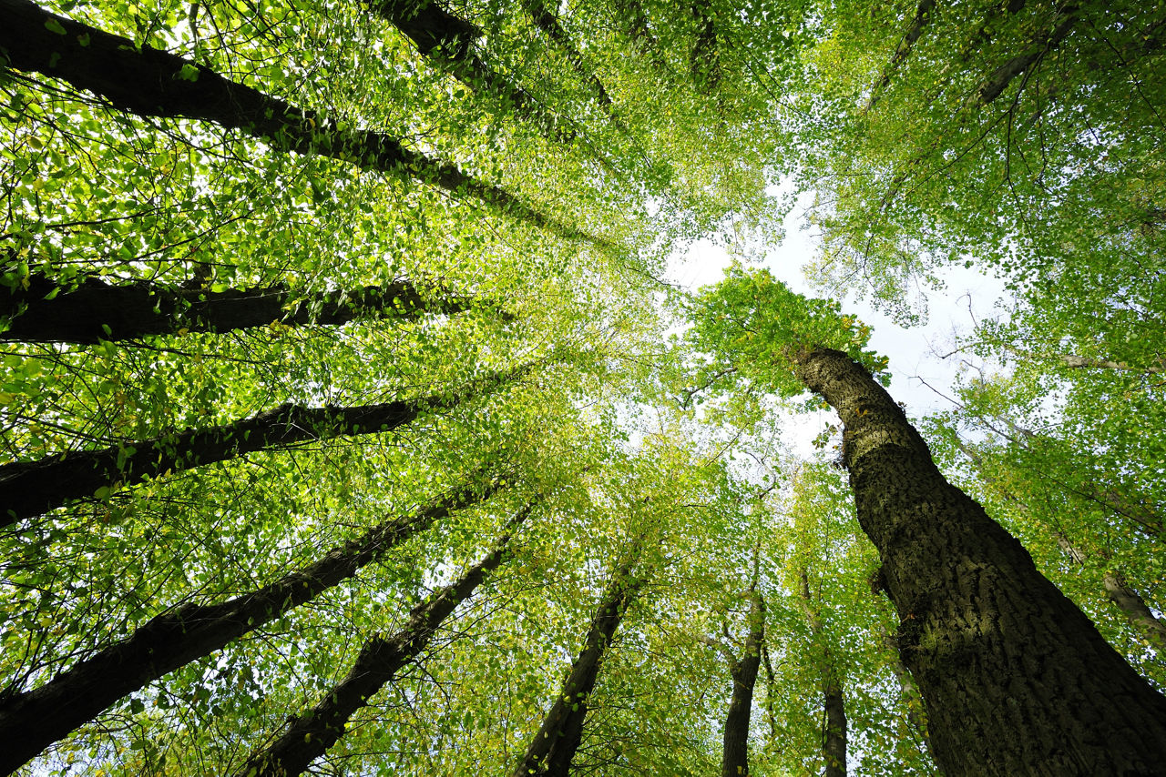 'Trees low angle shot Bäume von unten  '