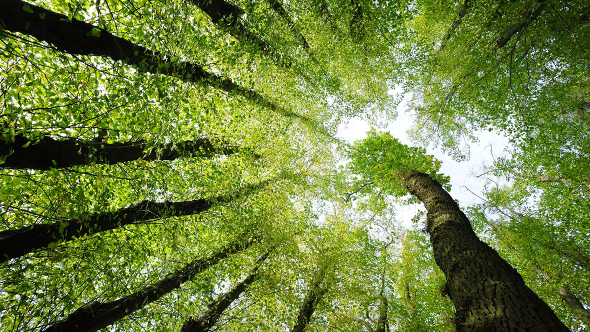 BL OA VISIOMER specialty methacrylates