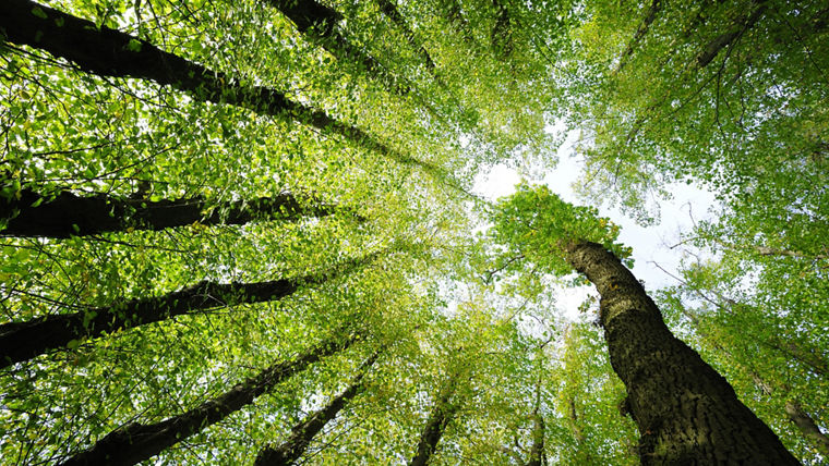 'Trees low angle shot Bäume von unten  '