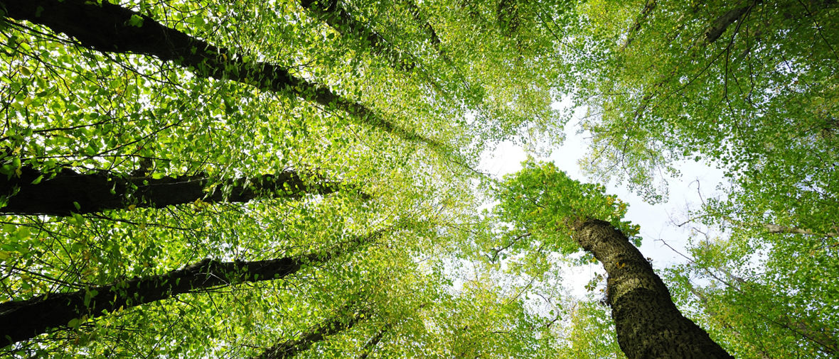 'Trees low angle shot Bäume von unten  '