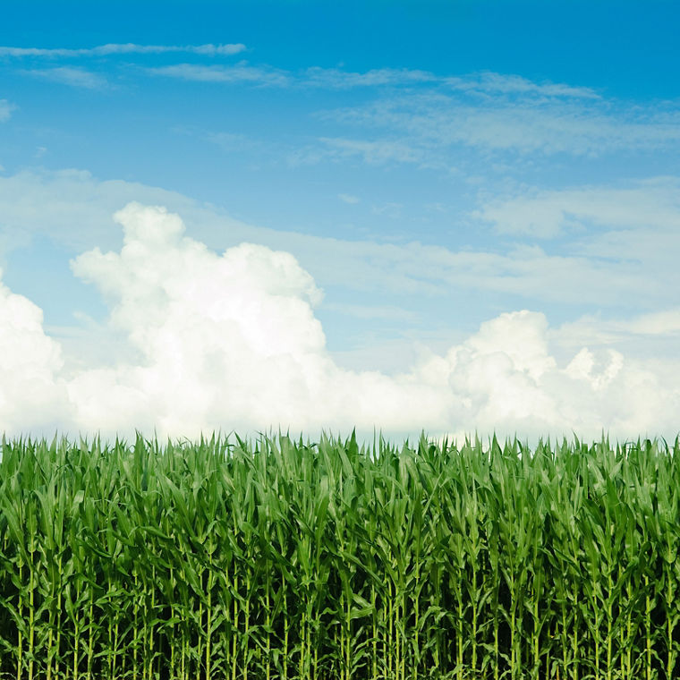 Ein Maisfeld im Sonnenschein. 