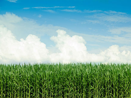 A cornfield in the sunshine.