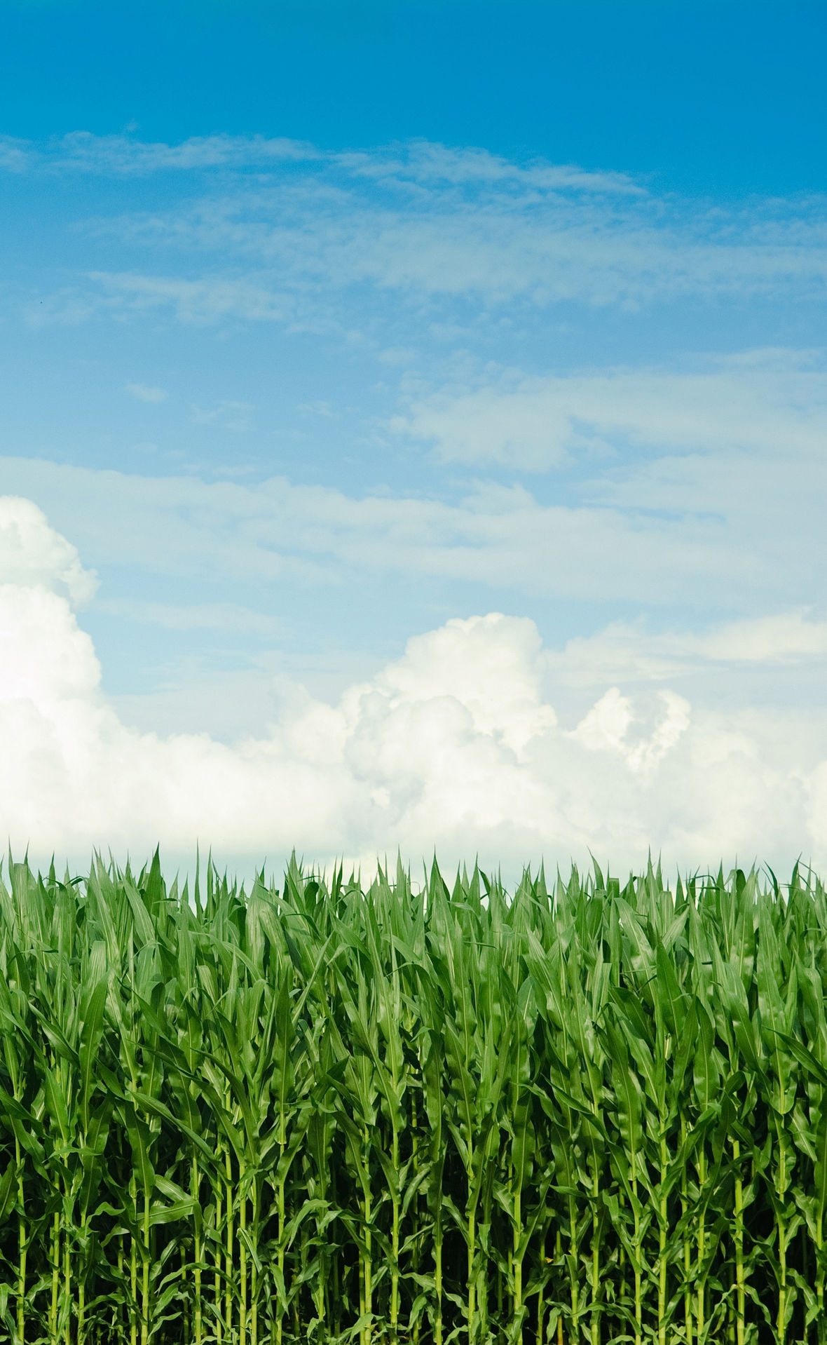 A cornfield in the sunshine.