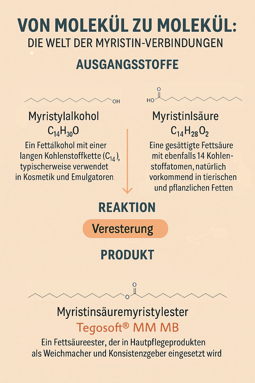 ine Infografik mit dem Titel "Von Molekül zu Molekül: Die Welt der Myristin-Verbindungen". Sie zeigt die Ausgangsstoffe Myristylalkohol und Myristinsäure, beide mit 14 Kohlenstoffatomen, sowie die Reaktion der Veresterung, die zu dem Produkt Myristinsäuremyristylester (Tegosoft® MM MB) führt. Der Myristinsäuremyristylester wird als Weichmacher und Konsistenzgeber in Hautpflegeprodukten verwendet.