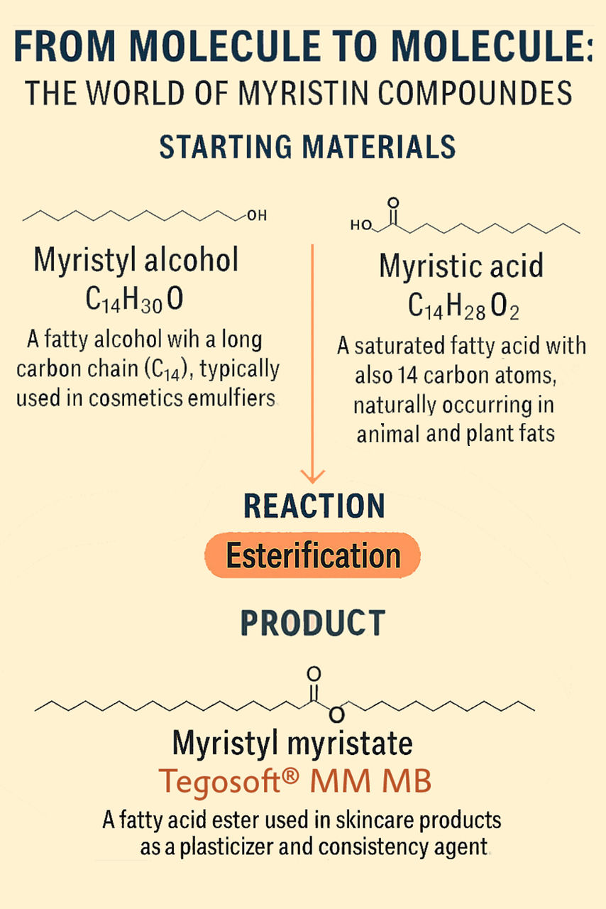 An infographic titled "From Molecule to Molecule: The World of Myristin Compounds." It explains the process of creating Myristyl Myristate (Tegosoft® MM MB) through esterification. The starting materials are Myristyl Alcohol (C14H30O), described as a fatty alcohol with a long carbon chain (C14) typically used in cosmetic emulsifiers, and Myristic Acid (C14H28O2), a saturated fatty acid with 14 carbon atoms naturally found in animal and plant fats. The reaction, labeled "Esterification," produces Myristyl Myristate, a fatty acid ester used in skincare products as a plasticizer and consistency agent.