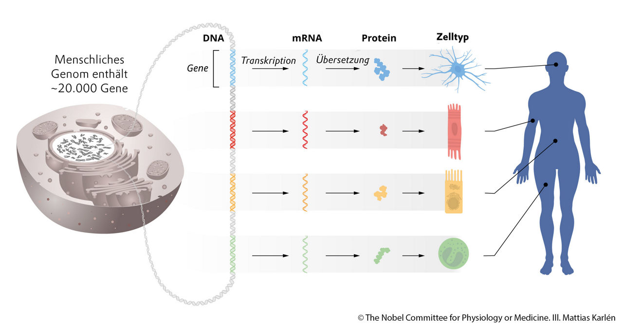 Eine Grafik zeigt die im Text beschriebenen Funktionsweisen der mikro-RNA