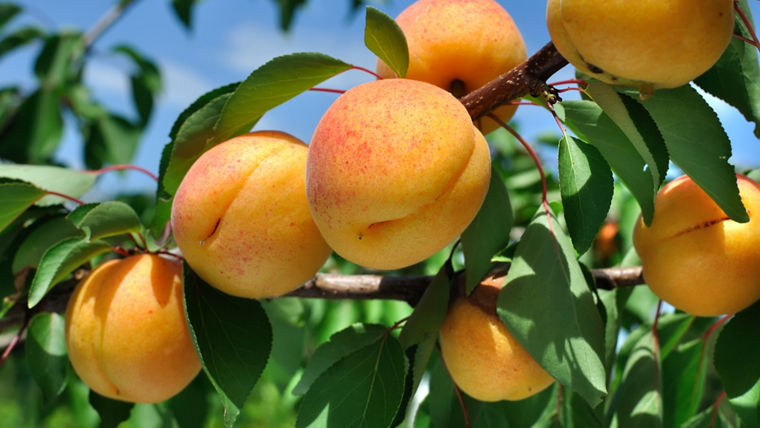 branch of the ripe apricots in the orchard