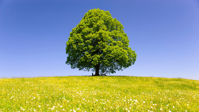 Einzelbaum Linde im Frühling auf grüner Wiese