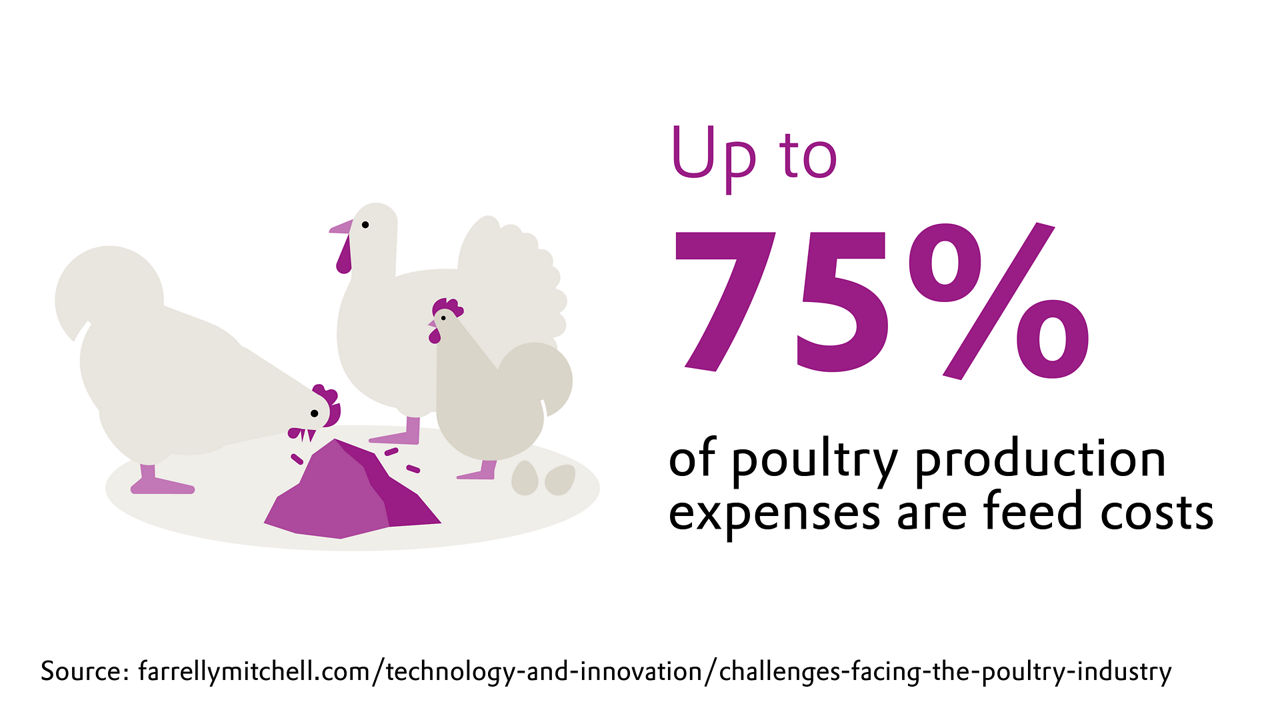 Up to 75% of poultry production expenses are feed costs. 
Source: farrellymitchell.com/technology-and-innovation/challenges-facing-the-poultry-industry