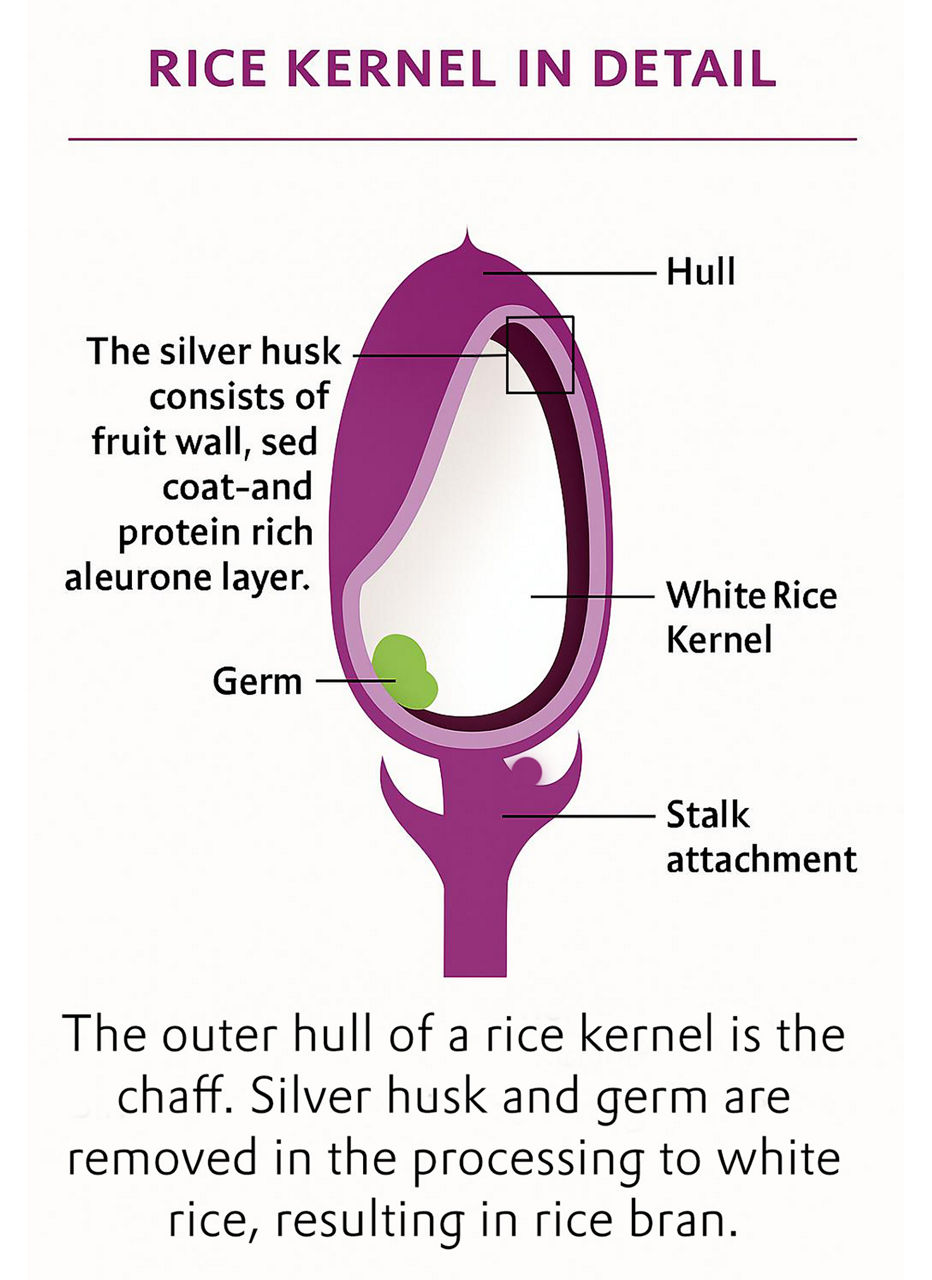Graphic showing the structure of a rice grain with husk, germ, silver skin, and core.