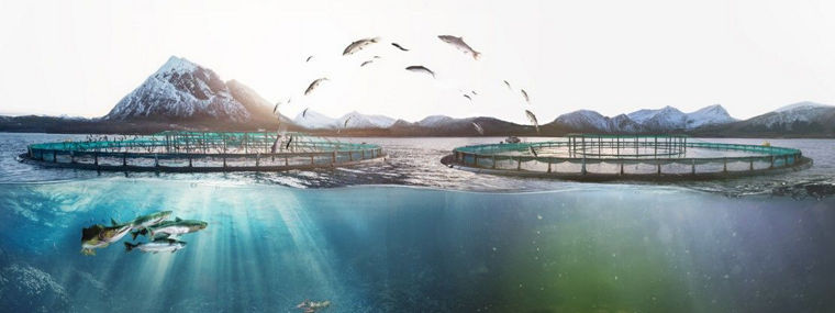 Silica for stable fish feed pellets with increased fat content in aquaculture