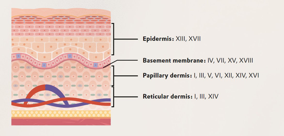 Schematic representation of the skin Vecollage