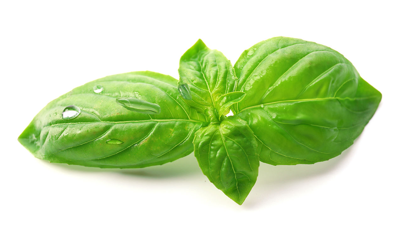 Blätter sind normalerweise wasser­abweisend, damit Regen und Tau abperlen. Adjuvanzien führen dazu, dass sich Wassertropfen dem Blatt anschmiegen. Auf der linken Seite dieses Bildes sind Tropfen zu erkennen, das rechte Blatt zeigt, wie sich der Feuchtigkeitsfilm fast unsichtbar über das Blatt legt.