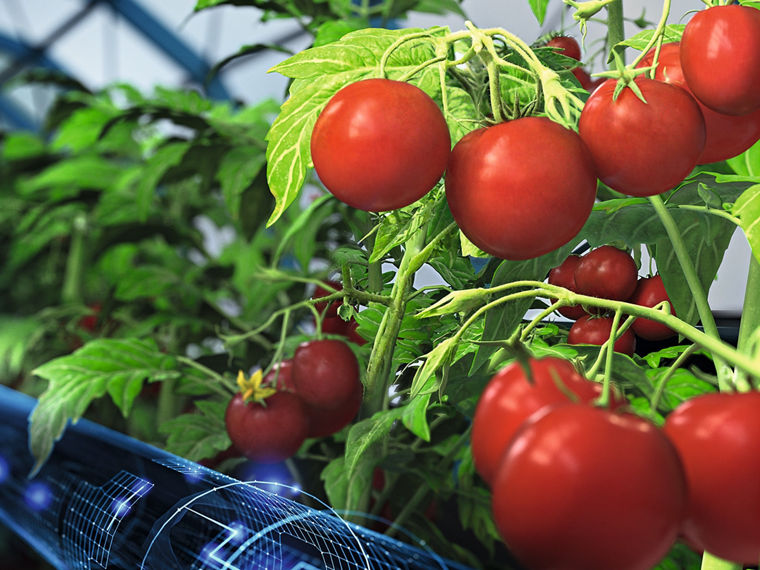 A 3D-rendered image: it shows tomatoes in a greenhouse. Underneath are pipes through which data is also symbolically flowing.