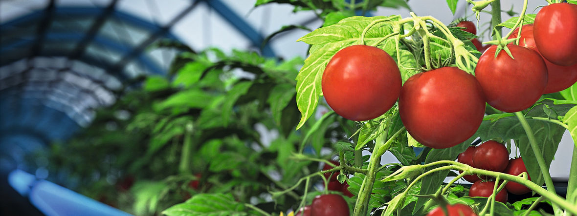 A 3D-rendered image: it shows tomatoes in a greenhouse. Underneath are pipes through which data is also symbolically flowing.