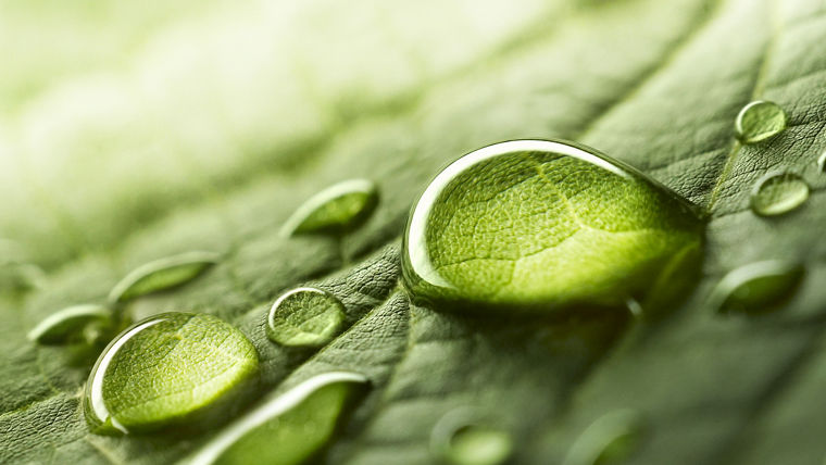 Drops of water on a green leaf
Wassertropfen auf einem grünen Blatt