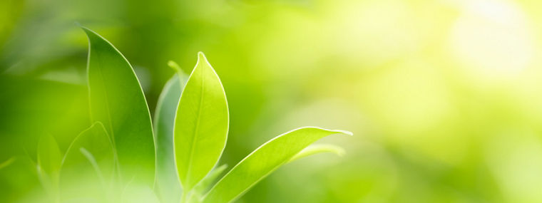 Green leaves and copy spaceGrüne Blätter und Textfreiraum