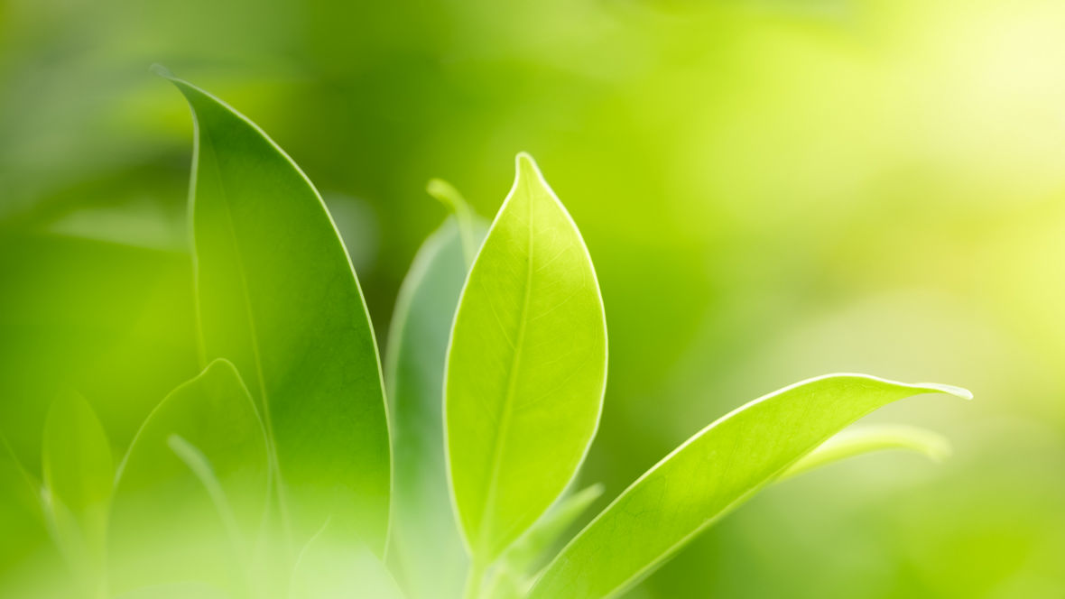 BL OA VISIOMER Terra sustainable specialty methacrylates 