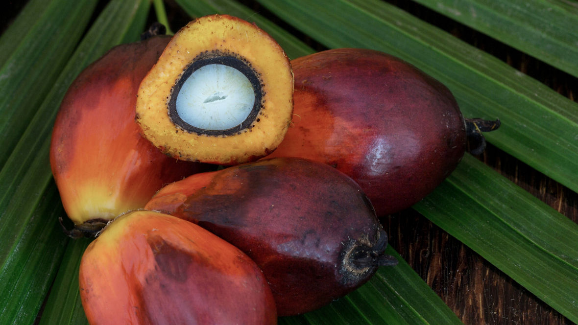 Palm (kernel) oil derivatives are used as raw materials for VISIOMER® Terra C13-MA and C17.4-MA.