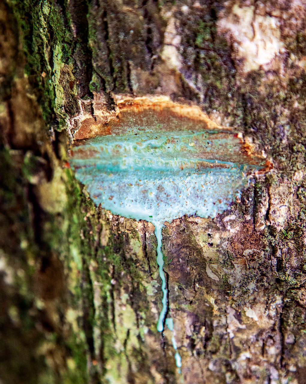 Aus der angeschnittenen Rinde eines Nickelbaums rinnt hellblaue Flüssigkeit.