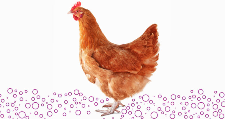 Hygienic conditions with peracetic acid in animal housing