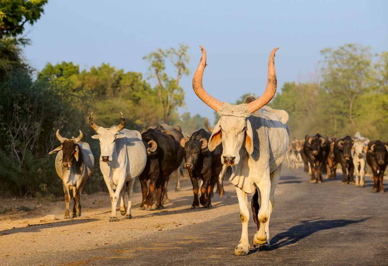 A herd of cattle walks leisurely along an unpaved path.