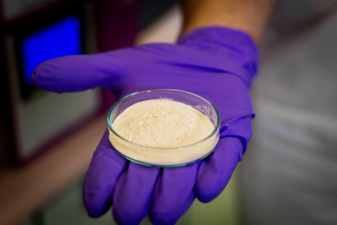 A hand in a purple rubber glove holds a Petri dish with whitish powder.