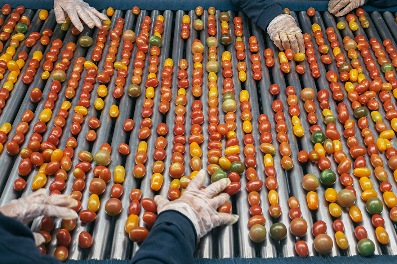 Hände in Gummihandschuhen sortieren Cocktail-Tomaten ind Grün, gelb und Rot, die über ein Fließband transportiert werden.
