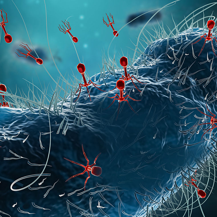 Tödliche Landung: Phagen injizieren ihre Erbinformationen in ein Bakterium, sodass es weitere Phagen produziert – bevor es stirbt.